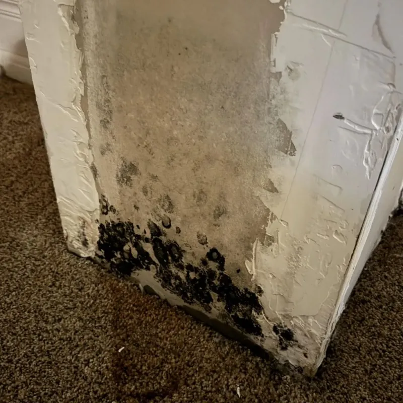 Professional Mold Removal in Shady Shores, TX